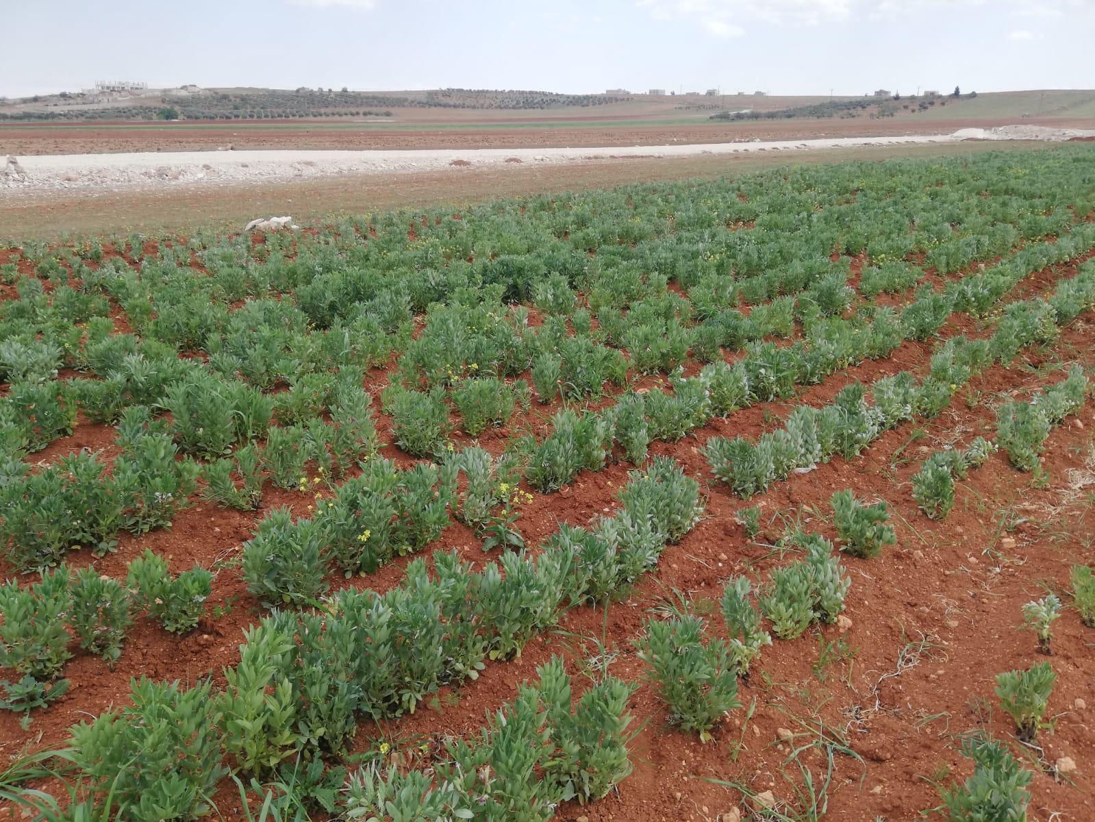 Start of Fava Bean Harvest within the Farmers’ Livelihood Support Project in Northern Syria