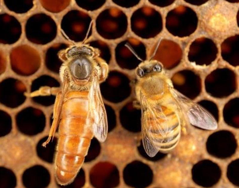 Request for queen bees / autumn season 2020